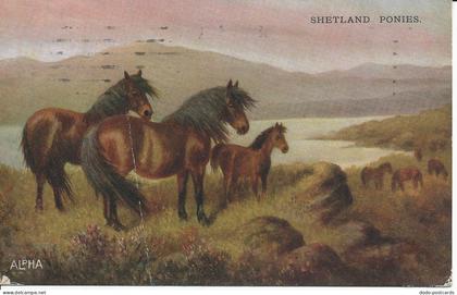 PC33098 Shetland Ponies. Alphalsa. No 3227. 1922