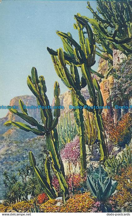 R014831 Jardin Exotique de Monaco. Euphorbia Neutra et Divers. No 16. B. Hopkins