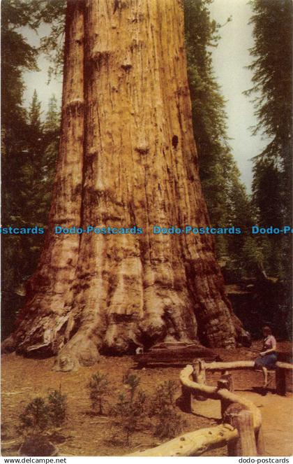 R054483 Sequoia National Park Home of Californias Big Trees near Fresno