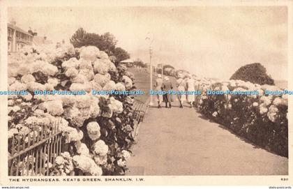 R197550 The Hydrangeas Keats Green Shanklin I W The Bay Series of Local Views De