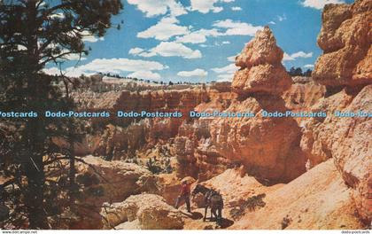 R236533 Saddle Horse Trail Bryce Canyon National Park Utah 1957 Mike Roberts