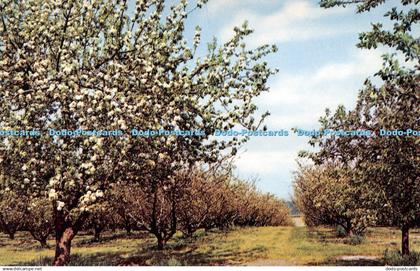 R278761 Blossom Time at Evesham Postcard