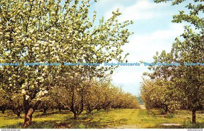 R292308 Blossom Time at Evesham Postcard