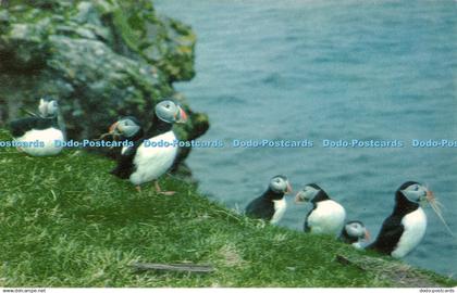 R352505 Shetland Isles Puffins A M S Hughson