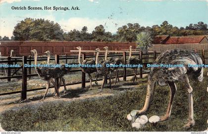 R389488 Ostrich Scenes Hot Springs Ark 1913 A21354