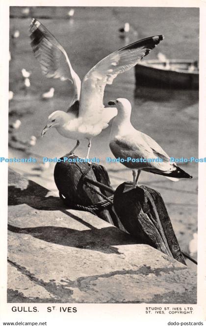 R461792 Gulls St Ives Studio St Ives RP