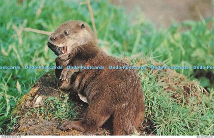 R727164 Norfolk Great Witchingham Otter Cub Norfolk Wildlife Park Jarrold Norwic