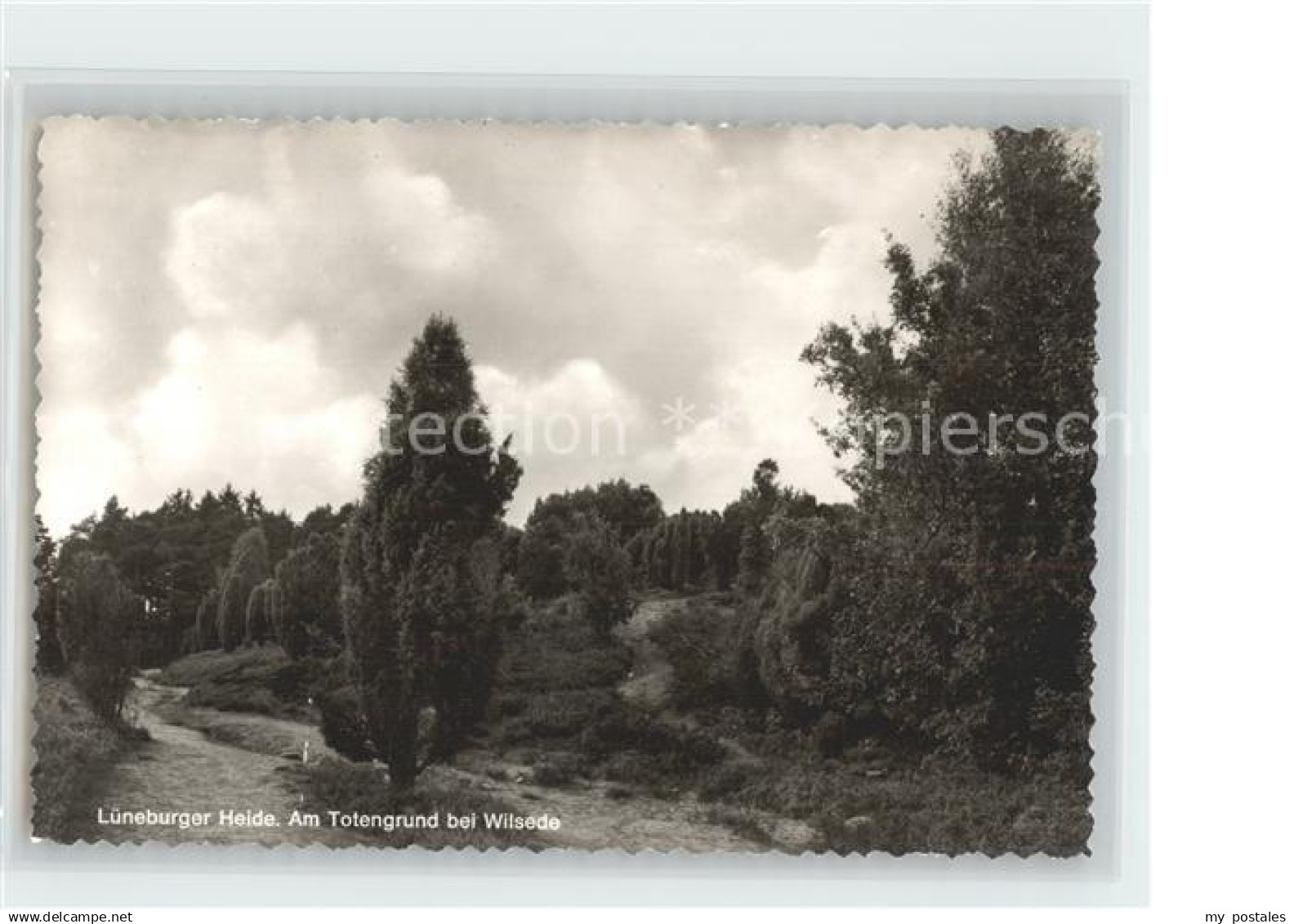 Wilsede Lueneburger Heide am Totengrund Lueneburger Heide