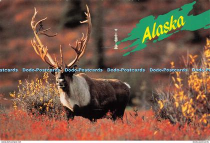 D015070 Alaska. Majestic Alaskan Caribou. Arctic Circle Enterprises. Anchorage.