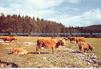 D128873 Highland Cattle Deeside Aberdeenshire Dixon 1975