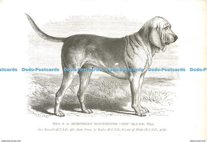 D170507 Mrs. S. A. Humphries Bloodhound. Don. Sire Roswell. Dam Flora by Rufus.