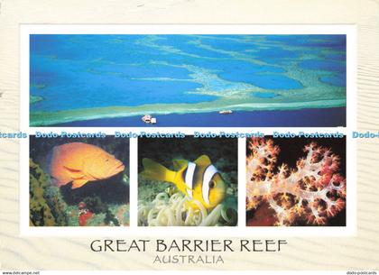 D171951 Australia. Great Barrier Reef. Coral Rockcod. Nucolorvue. Vinka Stenhous