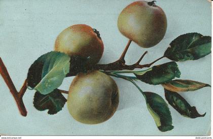 PC21964 Old Postcard. Apples. 1906