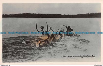 R088722 Caribou swimming the Yukon River. Gowen Sutton. Bill Hopkins Collection