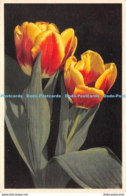 R240959 1065 Tulipa hybrida hort Darwin Tulpen Tulipes Darwin E Gyger