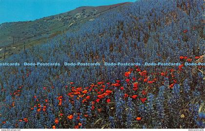 R274644 California Poppies and Lupine Columbia Wholesale Supply Columbia 36578