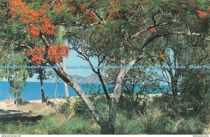 R483263 Cairns N Q Double Island through the Poinciana trees Ellis Beach Cook Hi