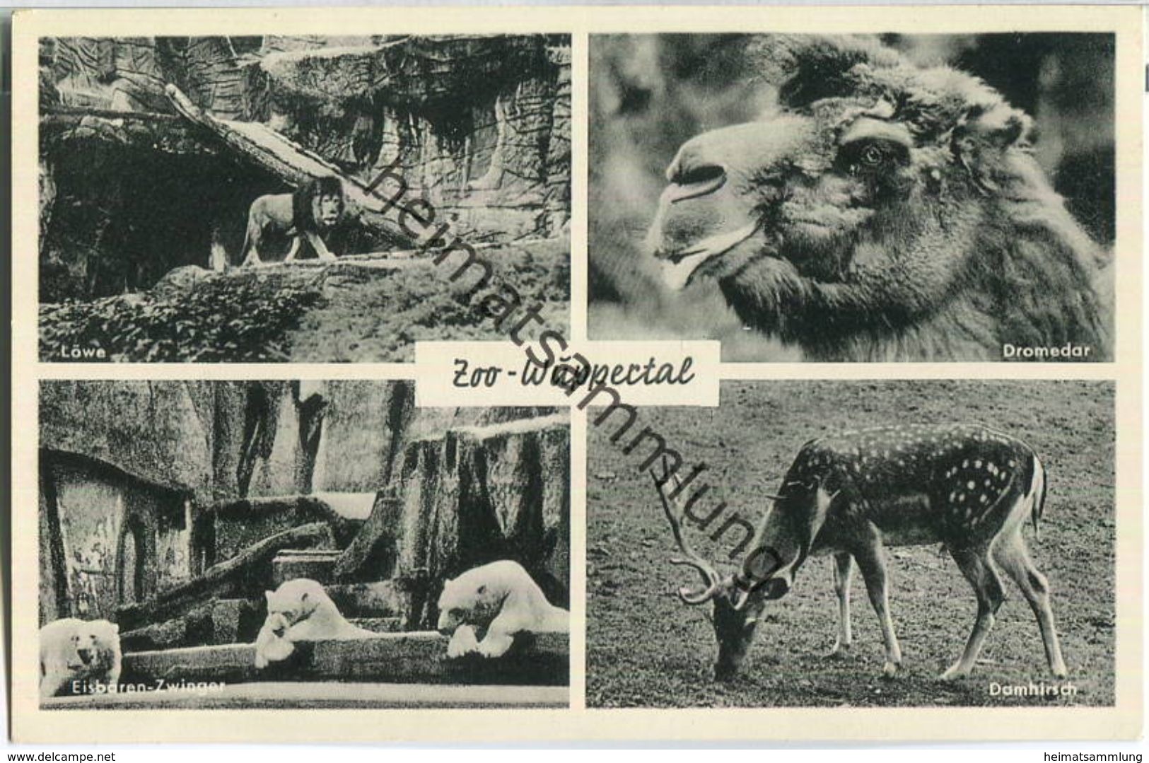 Wuppertal - Zoo - Dromedar