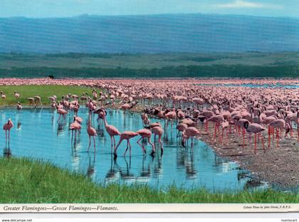 Luzaka Flamnts Roses Greater Flamingoes Zambie Zambia