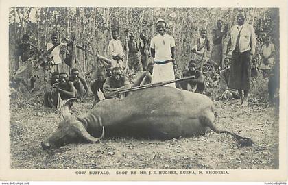 Zambie Rhodesia - cow buffalo chasse au buffle