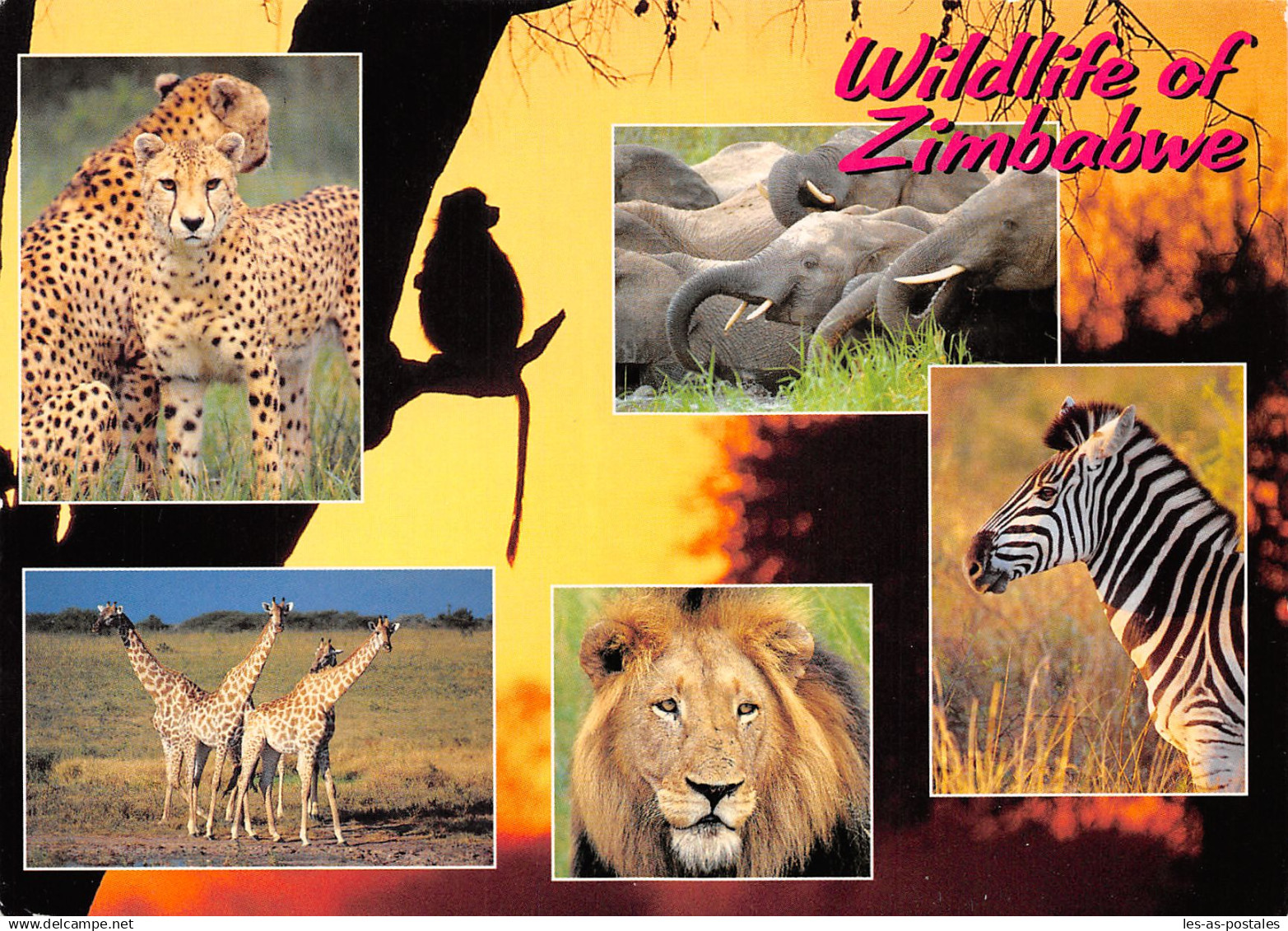 ZIMBABWE SAFARI