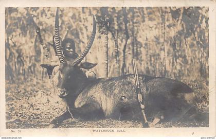 Zimbabwe - Waterbuck Bull - REAL PHOTO - Publ. Smart & Copley 71