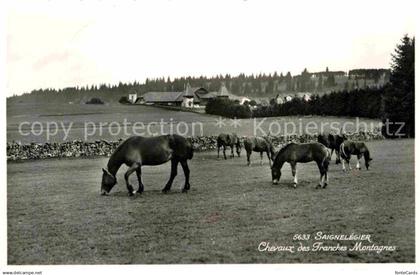 12733644 Saignelegier Chevaux des Franches Montagnes Saignelegier