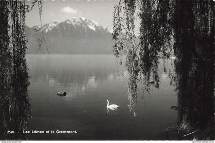 SUISSE - Lac Léman et la Grammont - Cygne - Carte Postale Ancienne