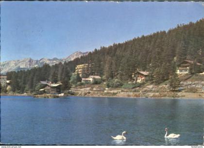 10564530 Montana Crans Montana-Crans  x 1966