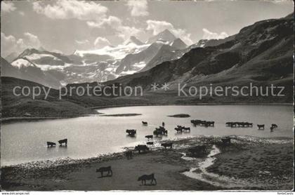 11665416 Vissoie Col de Torrent Lac des Autannes Kuehe